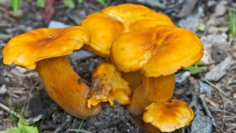 Come gustare i funghi senza rischi inutili